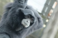 【海外発！Breaking News】動物園で“ターザン”騒動。サルに近づき「ア～アア～～！」で逮捕（米）