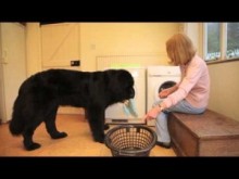 【海外発！Breaking News】超賢い愛犬が調理補助、ゴミ出し、洗濯。クシャミをすればティッシュも（英）
