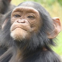 【海外発！Breaking News】チンパンジーの実験で判明。知恵や真面目さはオスよりメスに軍配。