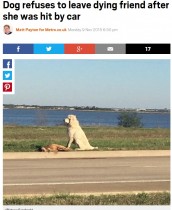 【海外発！Breaking News】事故死した“友達”のそばでじっと佇む犬（米）