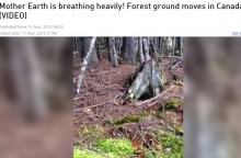 【海外発！Breaking News】木の根と地面が！　カナダで大地が呼吸する映像をキャッチ＜動画あり＞