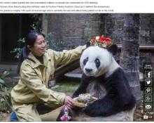 【海外発！Breaking News】人間でいうと100歳超！　中国全土で最高齢のパンダ、誕生日をお祝い。