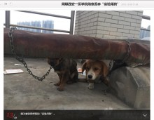 【海外発！Breaking News】医科大学の実験に使われた犬、屋上に生きたまま放置（中国）