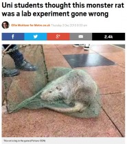 【海外発！Breaking News】医科大学で体長1mものネズミを捕獲。「実験に失敗」と噂も（中国）