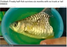 【海外発！Breaking News】体半分失った魚、6か月生き延びる（タイ）＜動画あり＞