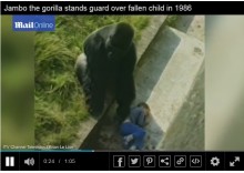 【海外発！Breaking News】30年前動物園のゴリラに助けられた男性、今も感謝忘れず（英）