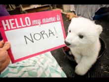 【海外発！Breaking News】生後3か月の北極グマ「ノラ」　世界の人気者に（米）