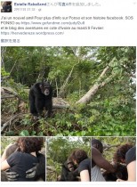 【海外発！Breaking News】動物実験の末、西アフリカの島に捨てられたチンパンジー　突然の訪問者にハグ