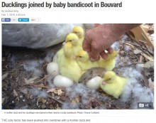 【海外発！Breaking News】鴨の家族に紛れ込んだ小動物　キミは誰？（豪）