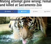 【海外発！Breaking News】交尾の思惑が失敗　米・動物園で雄トラ、発情した雌を殺す