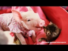 【海外発！Breaking News】種別を超えた愛　子豚と子猫のツーショットが愛おしすぎる（チリ）＜動画あり＞