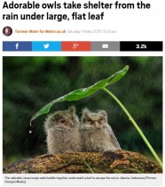【海外発！Breaking News】フクロウが葉っぱの下で雨宿り（インドネシア）
