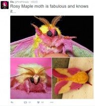 【海外発！Breaking News】驚きのピンク色　メルヘンチックでモフモフな蛾が北米に！