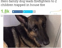 【海外発！Breaking News】勇敢なペット犬、炎に包まれた家の中へ　子供2人を救う（米）