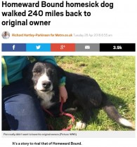 【海外発！Breaking News】元の飼い主のところへ！　12日間380キロ超を旅した犬（英）