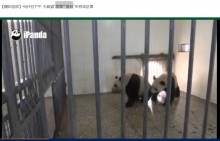 【海外発！Breaking News】パンダの交尾も！　24時間生放送『iPanda』が大反響（中国）
