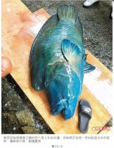 【海外発！Breaking News】絶滅危惧種の魚が殺される　ネット炎上、地元住民は落胆（台湾）