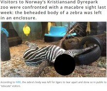 【海外発！Breaking News】見学者の前でシマウマ斬首　トラの餌にしたノルウェーの動物園