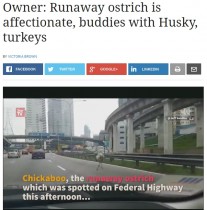 【海外発！Breaking News】高速道路を突っ走るダチョウ（マレーシア）