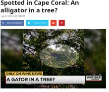 【海外発！Breaking News】フロリダで木の上にワニ！　水辺を這うばかりじゃなかった!?