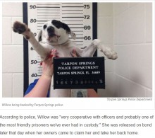 【海外発！Breaking News】犬のマグショット公開　“逃亡”容疑も「取り調べに答えない」とフロリダの警察