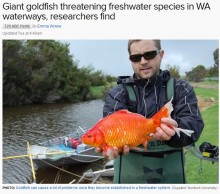 【海外発！Breaking News】重さは2キロ！　川に捨てられた金魚が超巨大化（豪）