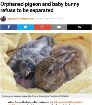 【海外発！Breaking News】キュートすぎる！　保護されたハトとウサギの赤ちゃん片時も離れようとせず（アイルランド）