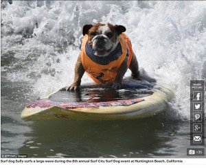 【海外発！Breaking News】犬だってサーフィン！　第8回「サーフ・シティー・サーフ・ドッグ」開催（米）