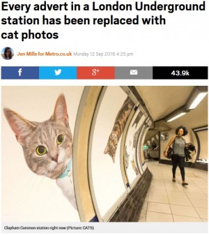 【海外発！Breaking News】ロンドン市内にある駅構内の広告が全て“猫”に　里親探しにも一役