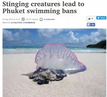 【海外発！Breaking News】プーケットで猛毒・電気クラゲ“カツオノエボシ”見つかる　3か所のビーチで遊泳禁止に