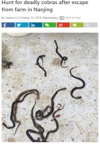【海外発！Breaking News】無許可繁殖の農家からコブラ200匹が脱走　摘発を恐れ2か月極秘に（中国）