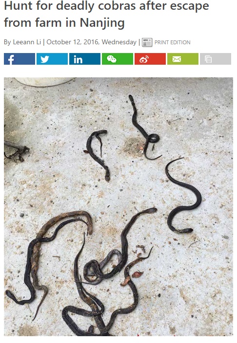 無許可でコブラを育てていた農場から200匹が脱走（出典：http://www.shanghaidaily.com）