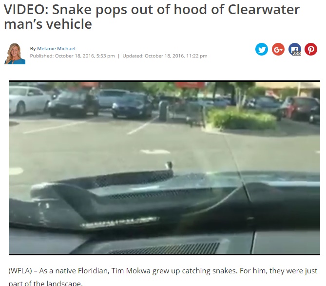 高速道路を走行中の車でヘビがフロントガラスを這う（出典：http://wfla.com）
