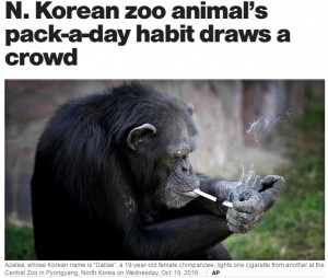 【海外発！Breaking News】一日1箱タバコを吸うチンパンジー　園は「煙は吸っていない」と主張（北朝鮮）