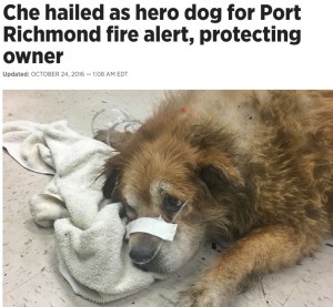 【海外発！Breaking News】「火事だ！」　飼い主に覆いかぶさりその命を救った犬（米）