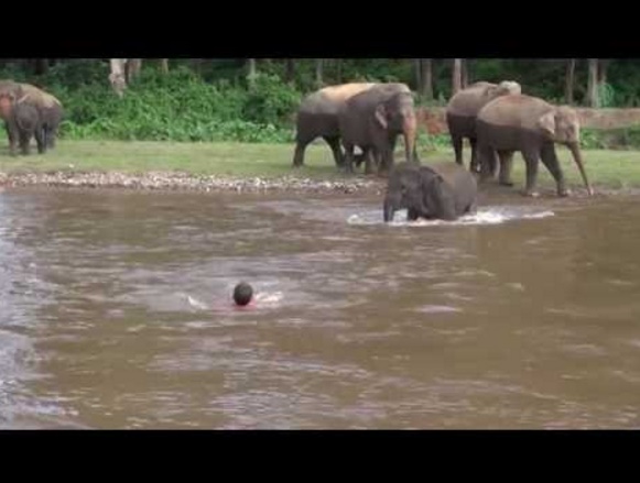 心の優しい子象、川で溺れそうな人を救う（出典：https://www.youtube.com）