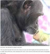 【海外発！Breaking News】動物実験で子どもを奪われたチンパンジー　トロール人形を肌身離さず（米）