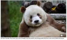 【海外発！Breaking News】世界に1頭　茶色×白のパンダが7歳に　繁殖も計画中（中国）