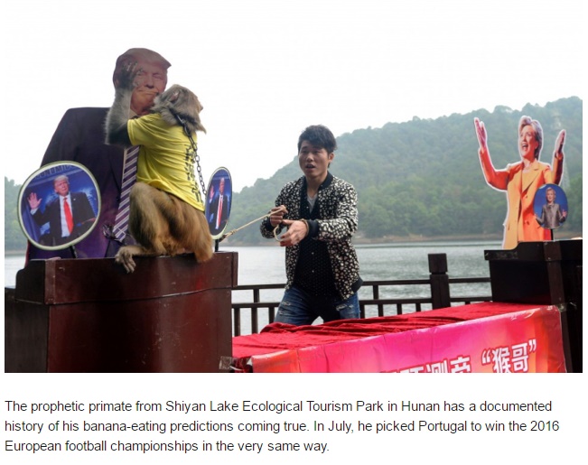 中国の有名な“予言猿”はトランプ氏が勝利と予想（出典：http://shanghaiist.com）
