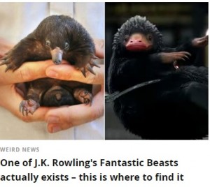 【海外発！Breaking News】ハリモグラの赤ちゃんが『ファンタビ』の魔法動物にそっくり！（豪）