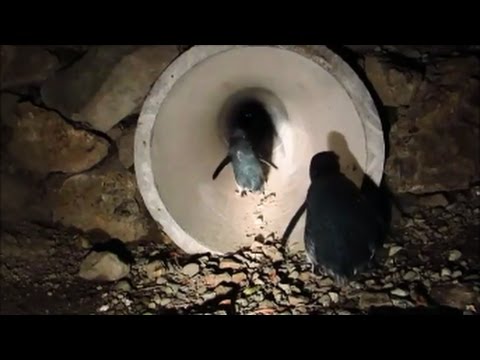 トンネルを利用するブルーペンギン（出典：https://www.youtube.com）