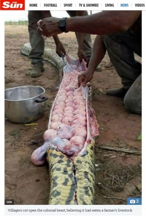 【海外発！Breaking News】巨大なヘビのお腹から多数の卵（ナイジェリア）