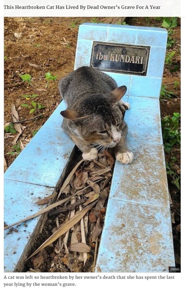 飼い主のお墓から離れようとしない猫（出典：http://www.unilad.co.uk）