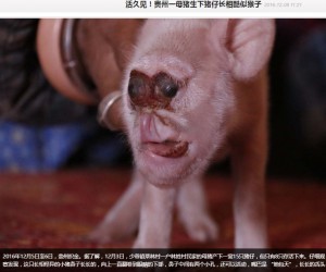 【海外発！Breaking News】サルの顔を持つブタが中国の農家で誕生　「異種間交配実験の失敗作か」