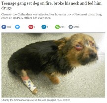 【海外発！Breaking News】誘拐され激しい暴行のうえ顔を焼かれた子犬、それでも人間を信じる（英）