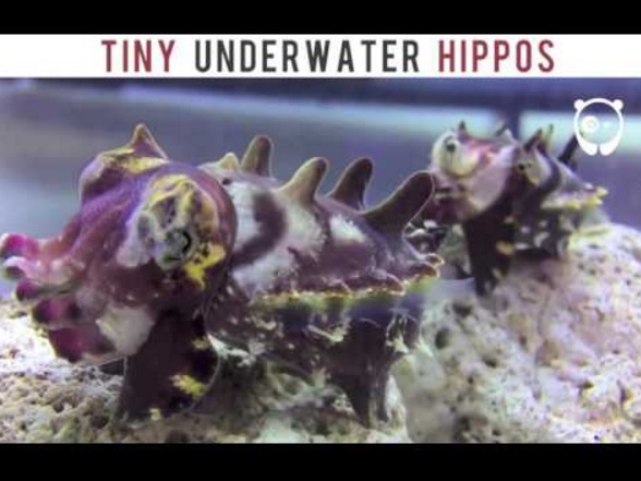 海底の可愛い生き物「ミナミハナイカ」（出典：https://www.youtube.com）