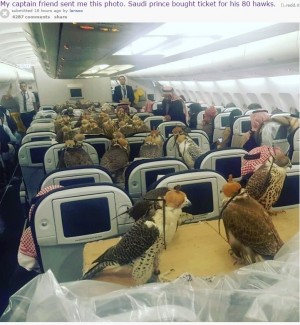 【海外発！Breaking News】機内は鳥だらけ！　80羽のハヤブサと一緒に搭乗したサウジアラビア王子に「金持ちのやることは格が違う」