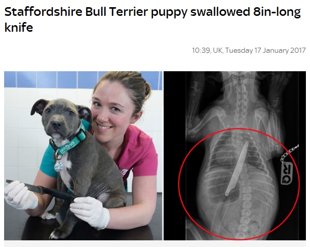 生後12週の子犬の腹部に20cmものキッチンナイフが（出典：http://news.sky.com）