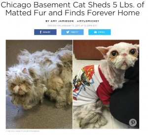 【海外発！Breaking News】放置され2キロの毛の塊に覆われていた猫　保護されてすっきり（米）