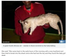 【海外発！Breaking News】巨大ネズミが生後3か月の女児を食い殺す（南ア）